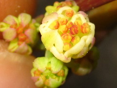 Menispermum dauricum