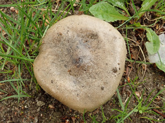 Melanoleuca brevipes