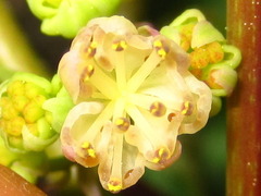 Menispermum dauricum