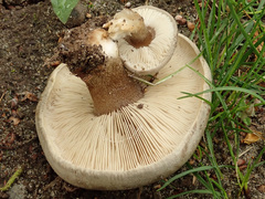 Melanoleuca brevipes