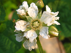Rubus crataegifolius