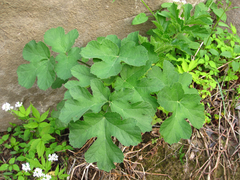 Heracleum moellendorffii