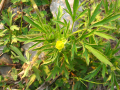 Ranunculus japonicus