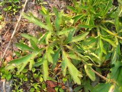 Ranunculus japonicus