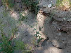 Caulanthus amplexicaulis