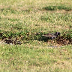 Sturnus vulgaris