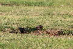 Sturnus vulgaris