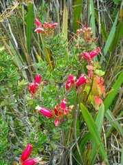 Bejaria