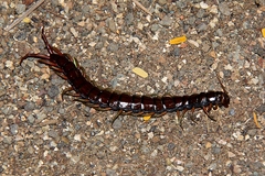 Scolopendra subspinipes