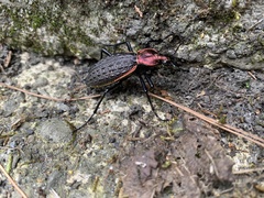 Carabus nankotaizanus