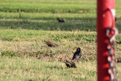 Sturnus vulgaris
