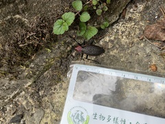 Carabus nankotaizanus