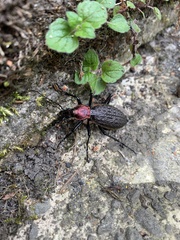 Carabus nankotaizanus