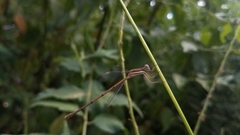 Lestes ochraceus
