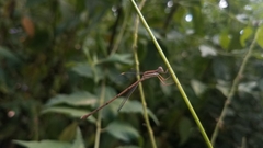Lestes ochraceus