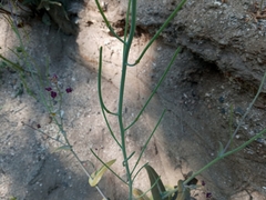 Caulanthus amplexicaulis