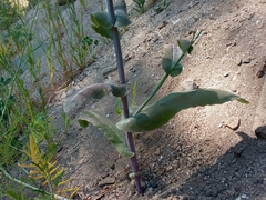 Caulanthus amplexicaulis