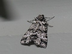 Lophosigna catasticta