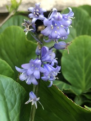 Hyacinthoides