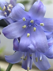 Hyacinthoides