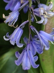 Hyacinthoides