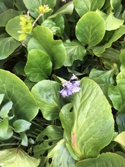 Hyacinthoides