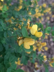 Cytisophyllum sessilifolium