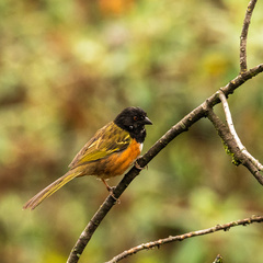 Pipilo maculatus macronyx