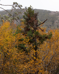 Athrotaxis selaginoides