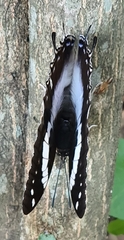 Charaxes cithaeron
