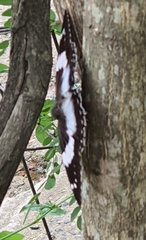 Charaxes cithaeron