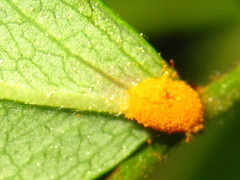 Phragmidium rosae-multiflorae