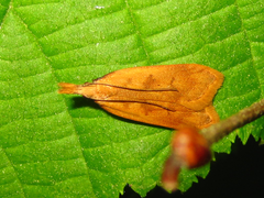 Dichomeris derasella