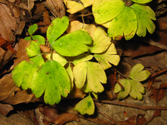 Anemonoides raddeana