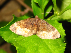 Xanthorhoe muscicapata