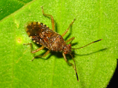 Rhopalus sapporensis