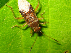 Rhopalus sapporensis