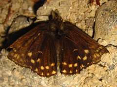 Erynnis montanus