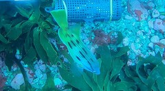 Bodianus unimaculatus