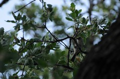 Baeolophus inornatus