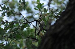 Baeolophus inornatus