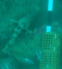 Helicolenus percoides