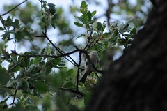 Baeolophus inornatus