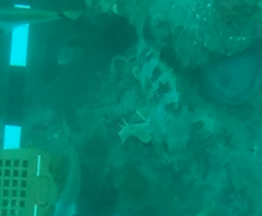 Helicolenus percoides