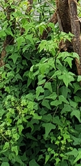 Erythrina herbacea