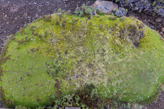 Abrotanella forsteroides