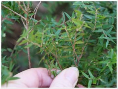 Acrotriche divaricata