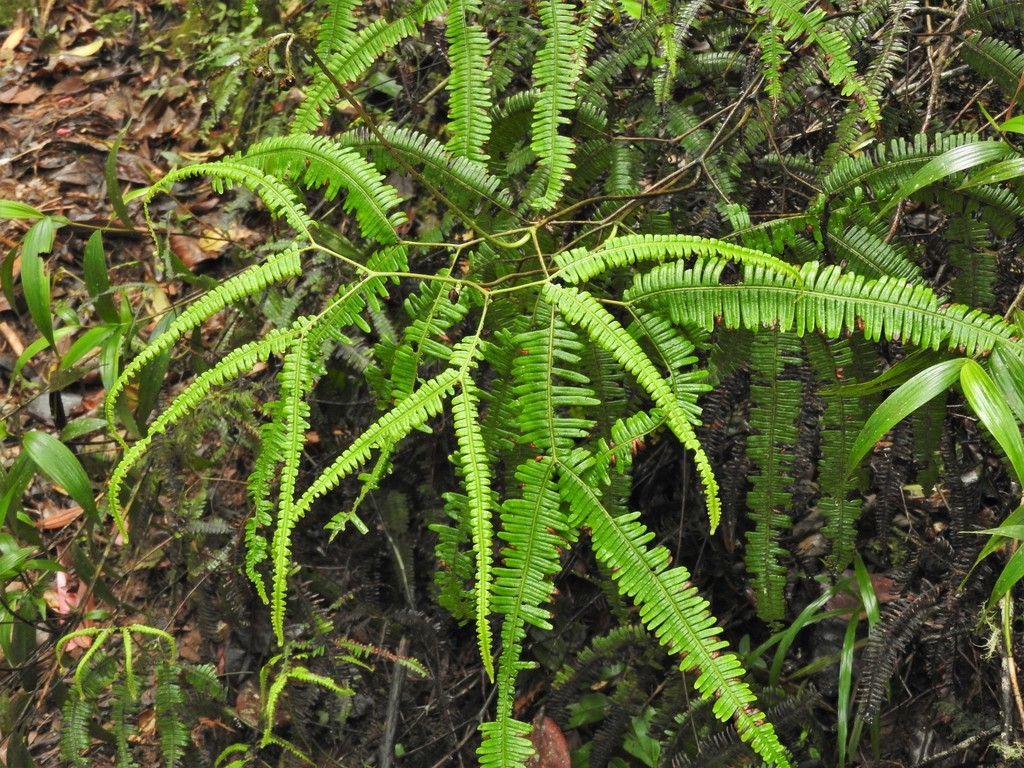 Sticherus pallescens