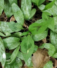 Persicaria virginiana