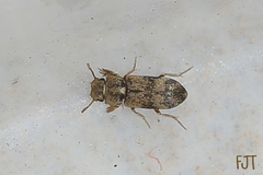 Lepidocnemeplatia sericea